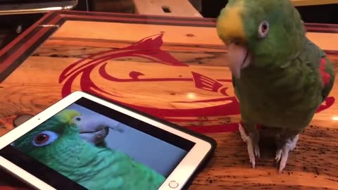 A parrot speaks and sings