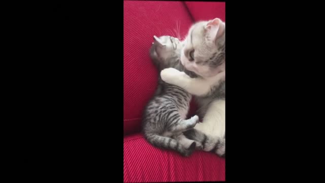 💕Mother Cats Protecting there Kittens😻