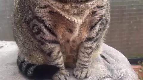 A Day in the Life of a Cat #106 - Cute Cats