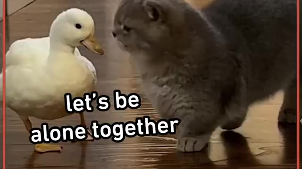 #annoying cat from a duck