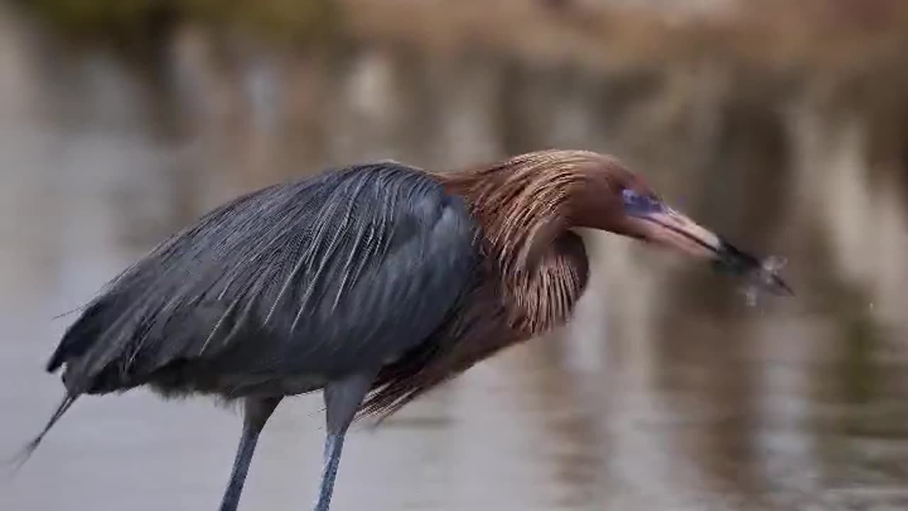 Bird in water