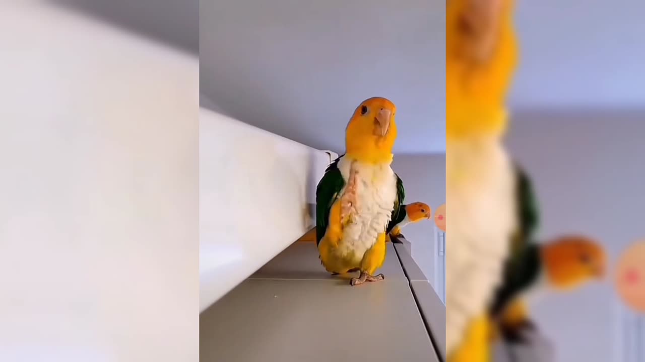 Funny parrot parade for his mate