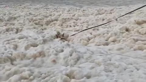 Filmed Tash the Corgi in front of a wave of sea foam, which suddenly swamped her.