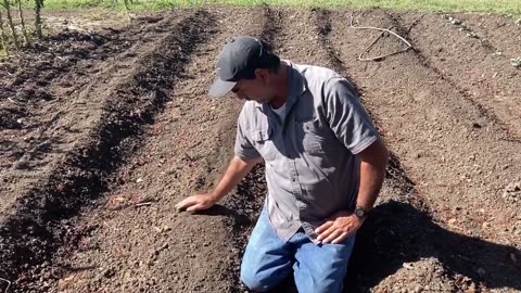 Planting carrots the old fashion way