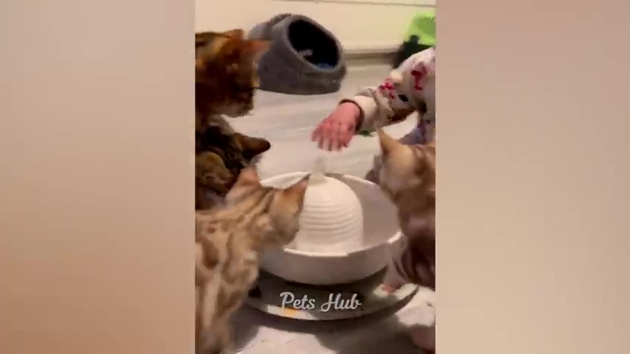Funny Cats and Dogs videos