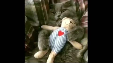the cat is relaxing
