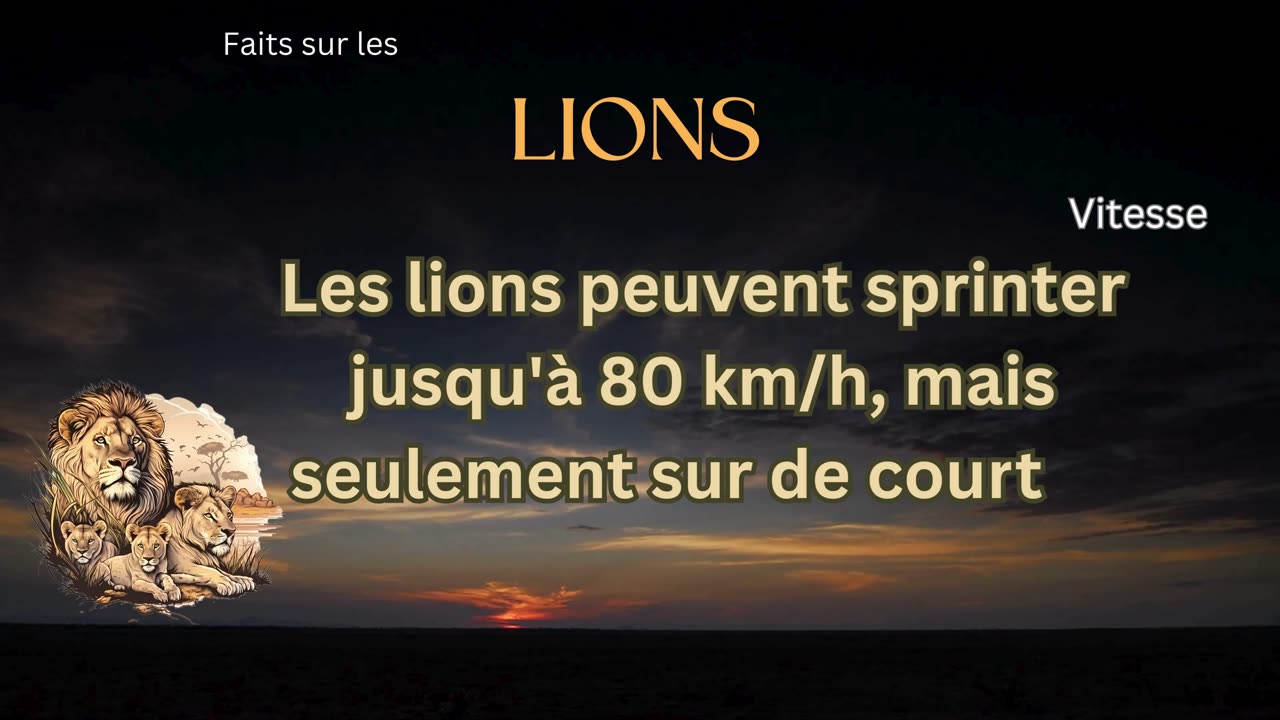 Fait sur le Lion 8 - Quelle est la vitesse d'un lion?