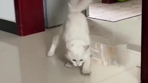 What is the cat doing?