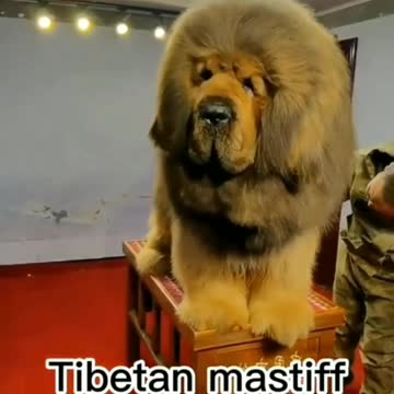 "Giant Among Dogs: The Majestic Great Dane"