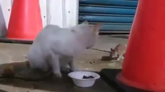 Smart cat and rat