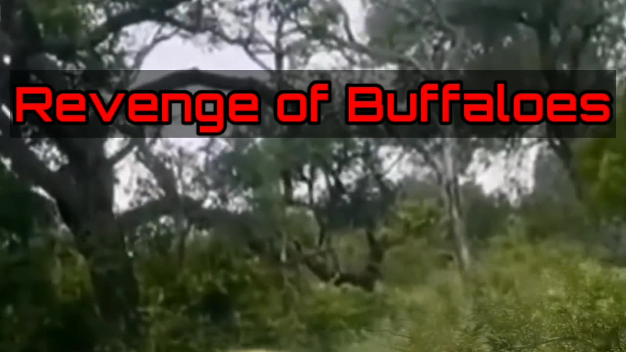 Forest Lover/Revenge of Buffaloes