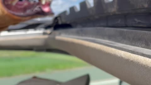 Dog Loves Sticking His Head Out the Sunroof