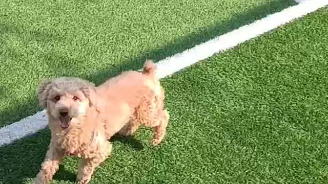 How to teach your dog to play football??