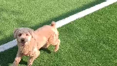 How to teach your dog to play football??