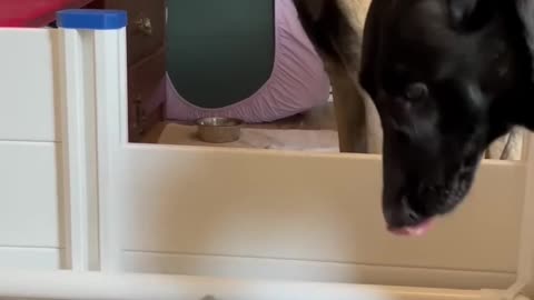 Dog Dad Attempts To See His Son For The First Time Belgian Malinois