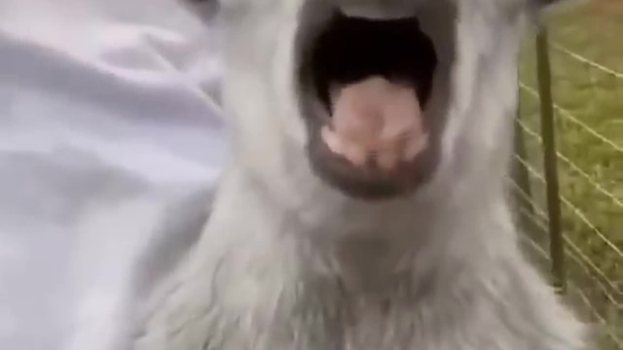 Funny animals 😅
