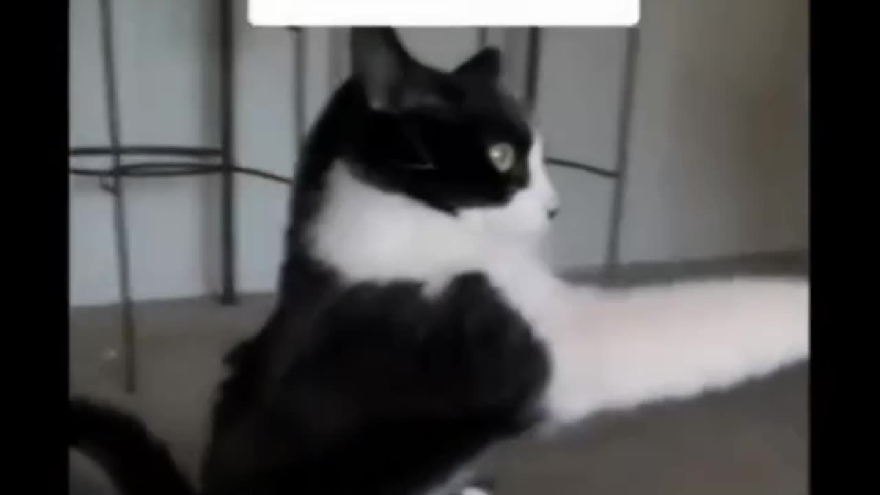 FUNNY 🤓 CATS😹