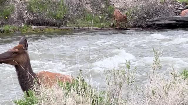 Elk Calf is a Strong Swimmer