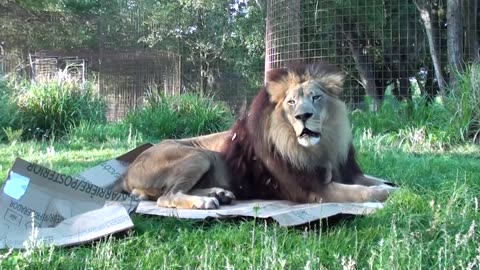 BIG CATS like boxes too!