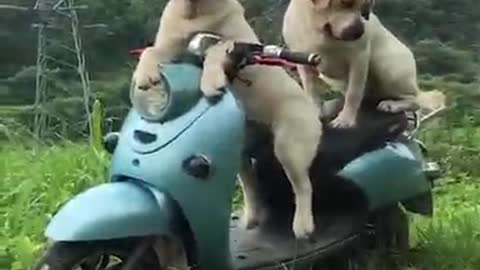 # dogs funny # moments video!!!