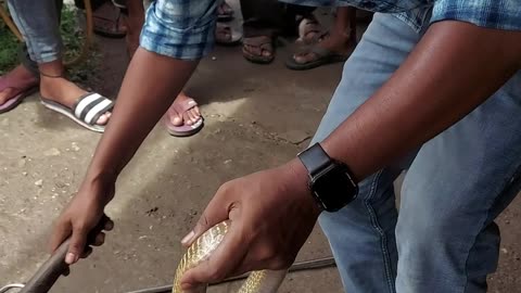 Rescuing a Snake Stuck in a Pipe