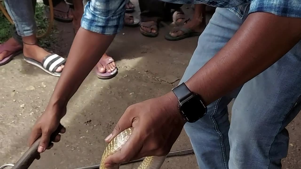 Rescuing a Snake Stuck in a Pipe