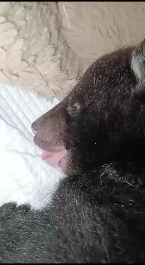 Dreaming about more milk 🤣🤣🤣🤣