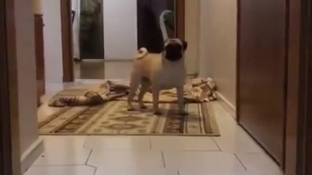 where did he go!!! pug hilarious reaction to disappear challenge