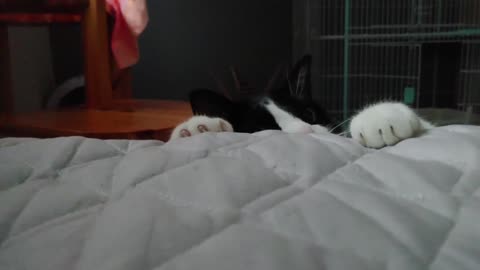 The cat climbs onto the bed.