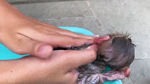 Baby monkey playing with So cute duckling roll down a slide full of koi fish