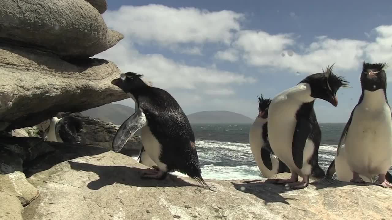 Penguin Fail - Best Bloopers from Penguins Spy in the Huddle (Waddle all the Way)