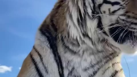 Beautiful big kitty