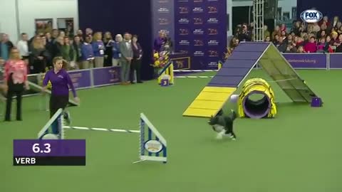 #FOXSports #WKC #Verb Verb captures 2019 WKC Masters Agility Grand Champion title | FOX SPORTS