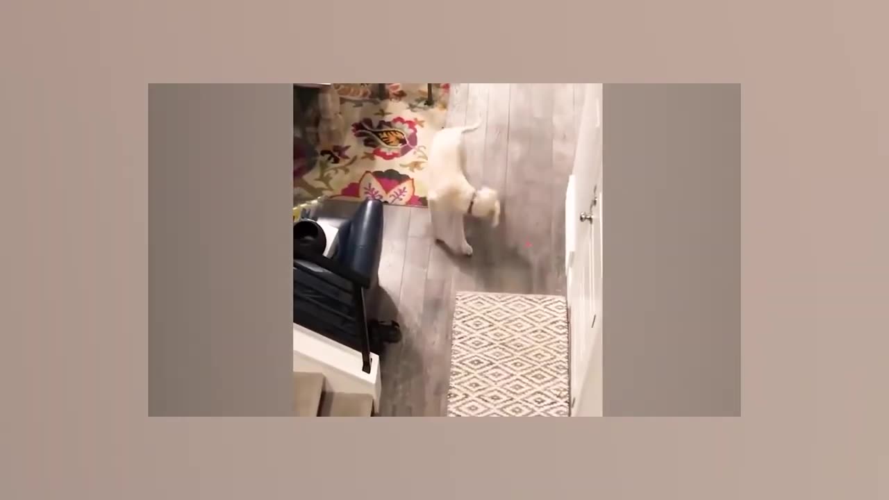 Try not to laugh |funniest cats and dogs | funny animals 🐶🙀