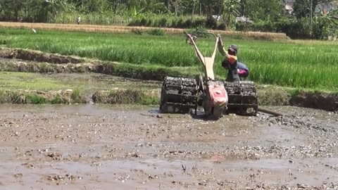 Cultivating Heritage The Story of Traditional Tractors in Javanese Paddy Fields