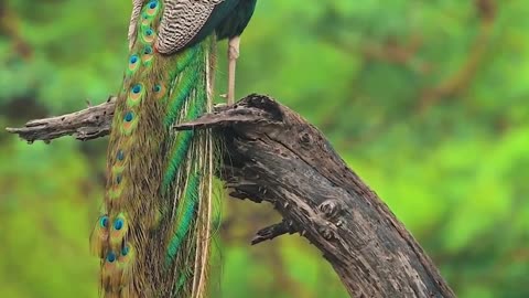 Nature butterfly