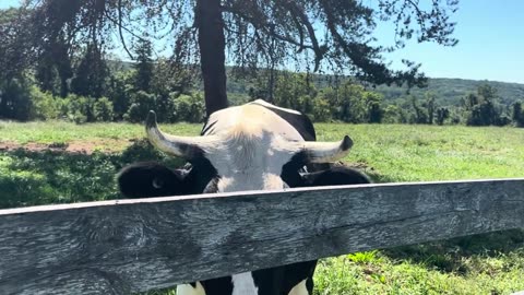 Daly Cattle