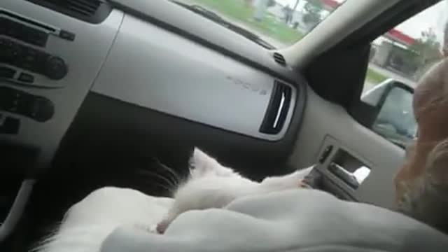 The Crazy Cat Goes For A Ride