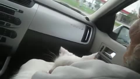 The Crazy Cat Goes For A Ride