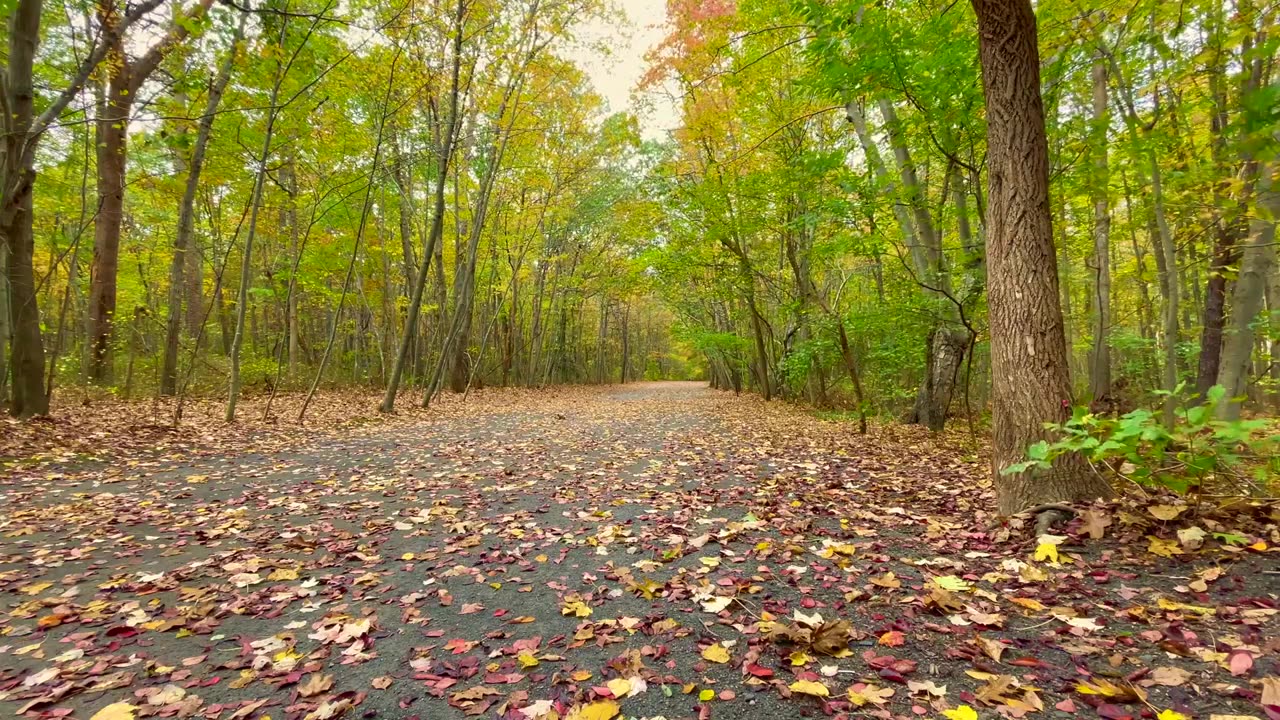 Autumn Leaves Falling Blowing from Trees on a Windy Fall Day - Relaxing Ambience