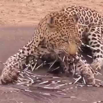 Leopard said That porcupine looked really TASTY