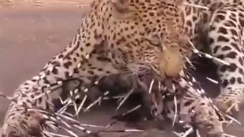 Leopard said That porcupine looked really TASTY