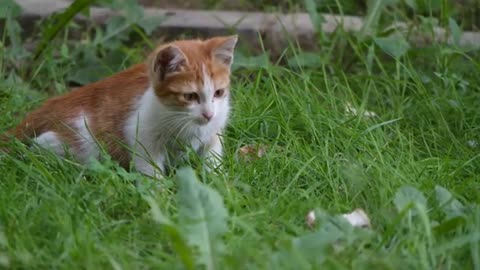 Baby Cats - Cute and Funny Cat Videos | Awesome Pet