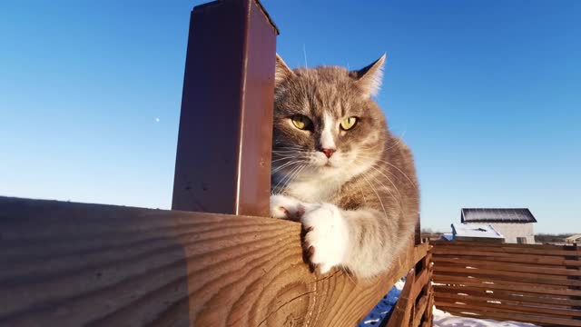 cat scratching wood
