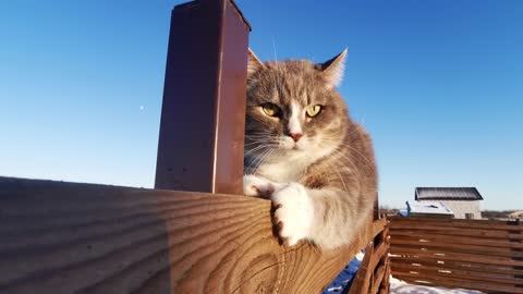 cat scratching wood