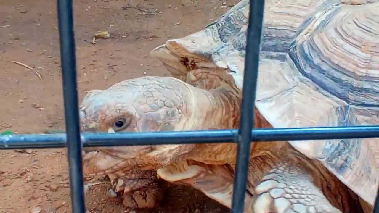 HUGE FAT TORTOISE TRYING TO ESCAPE AFTER TORTOISE STEALS HIS FOOD SPIKE GOES CRAZY-17