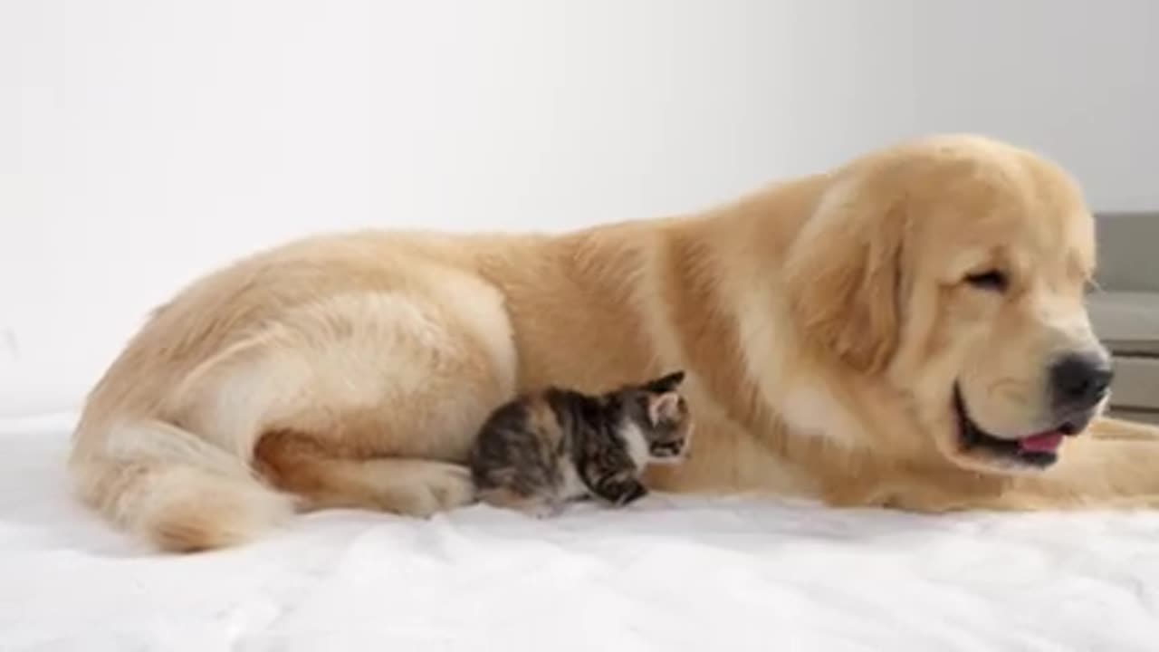 Golden Retriever is Baby Kitten First Best Friend