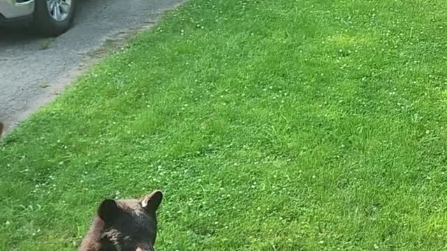 Cat Sees Bear For the First Time