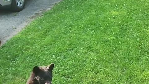 Cat Sees Bear For the First Time