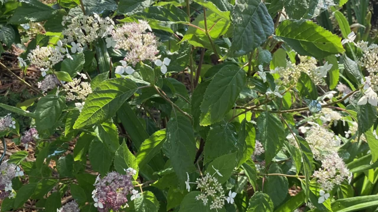 Invincibelle Lace Cap Hydrangea